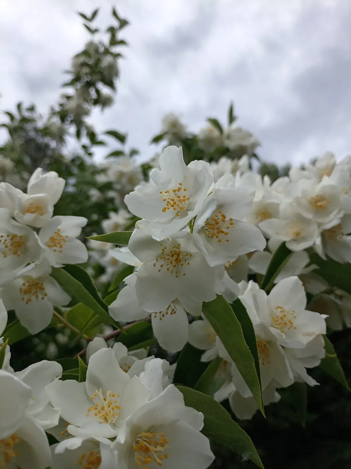white flowers with yellow stamens are blooming in the sun on a cloudy day
