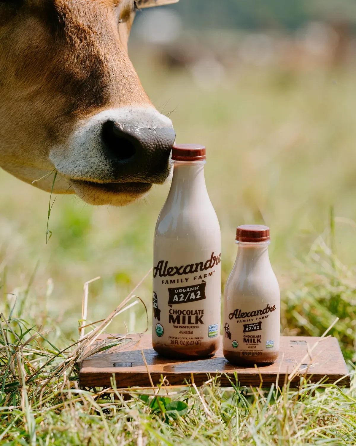 two bottles of milk sitting on top of a cow's head in the grass
