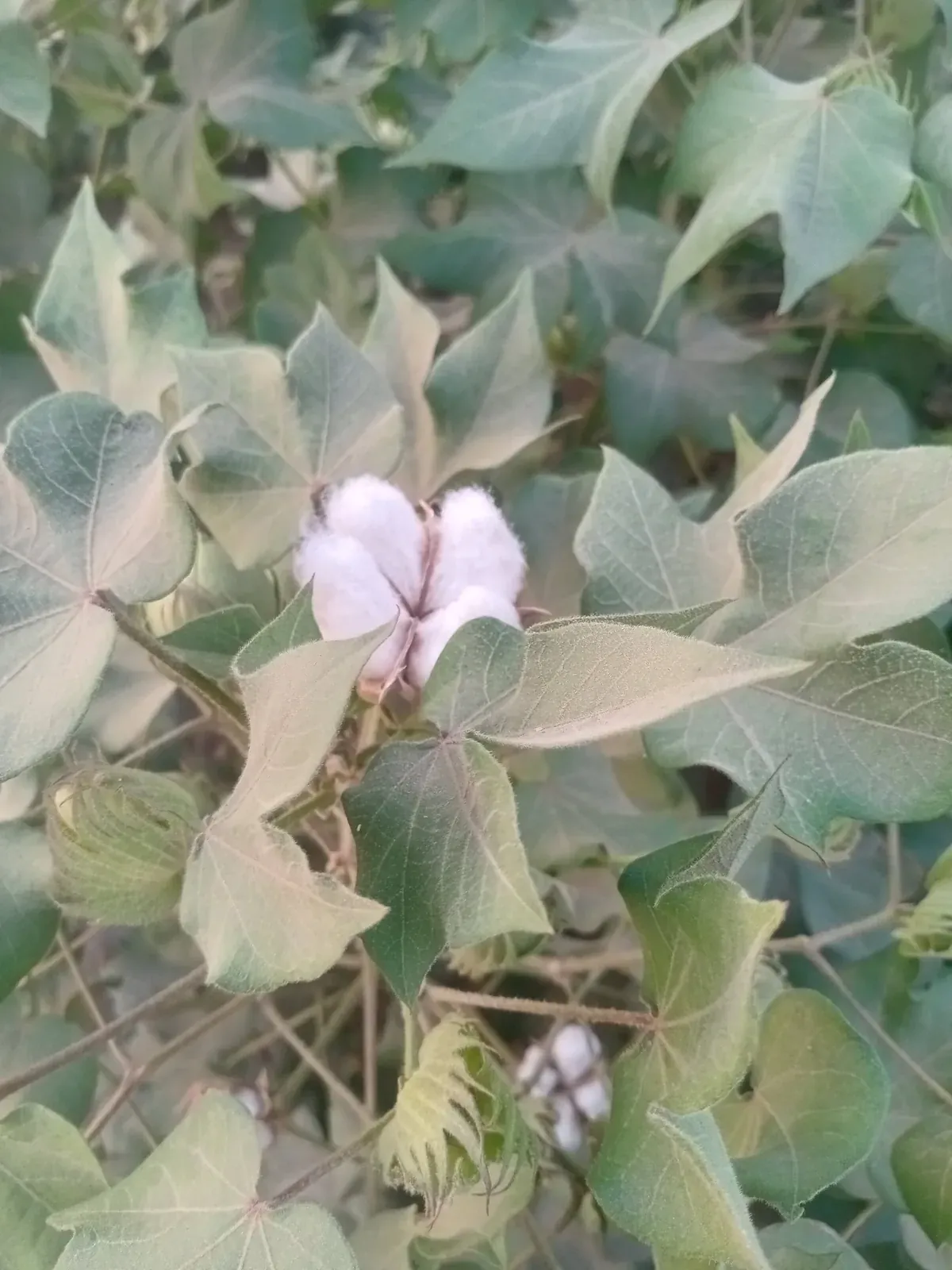 a small white flower is growing on a tree