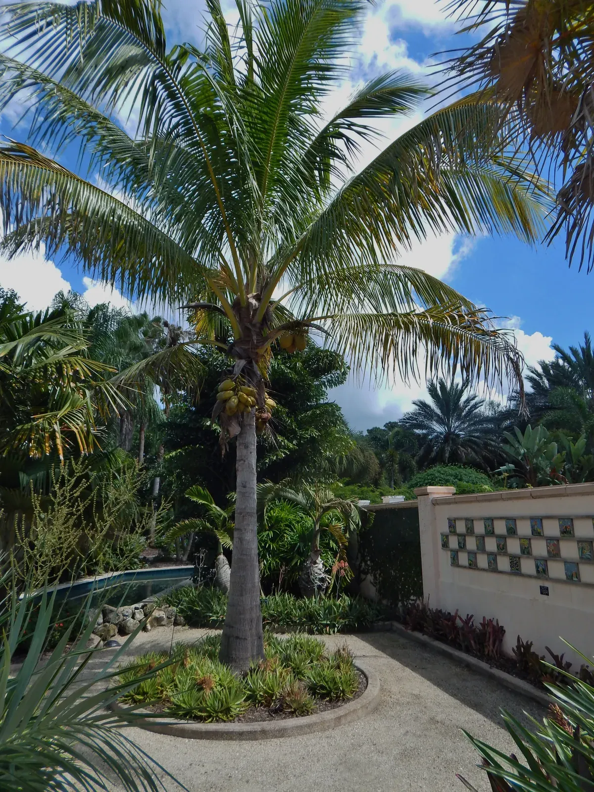 a palm tree in the middle of a garden