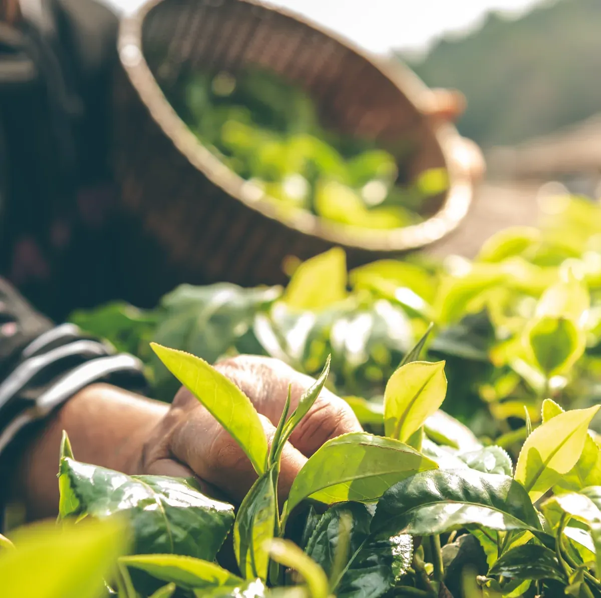 a person is picking tea leaves from a bush in the afternoon sun with their hands