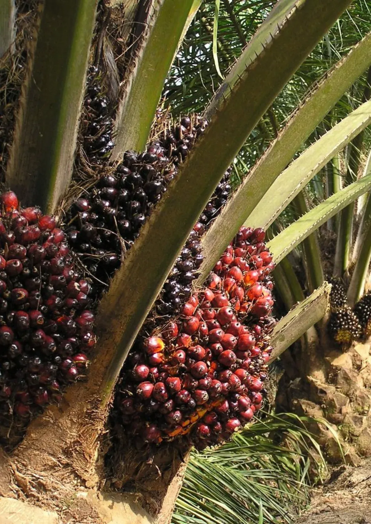 the palm tree has fruit on it and is ready to be picked from the ground