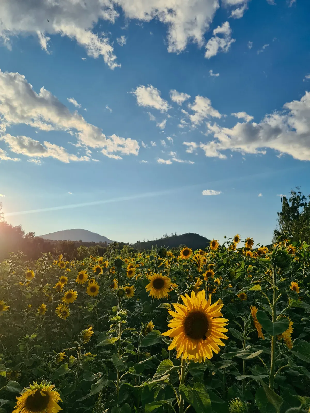 the sun shines brightly on a field of sunflowers